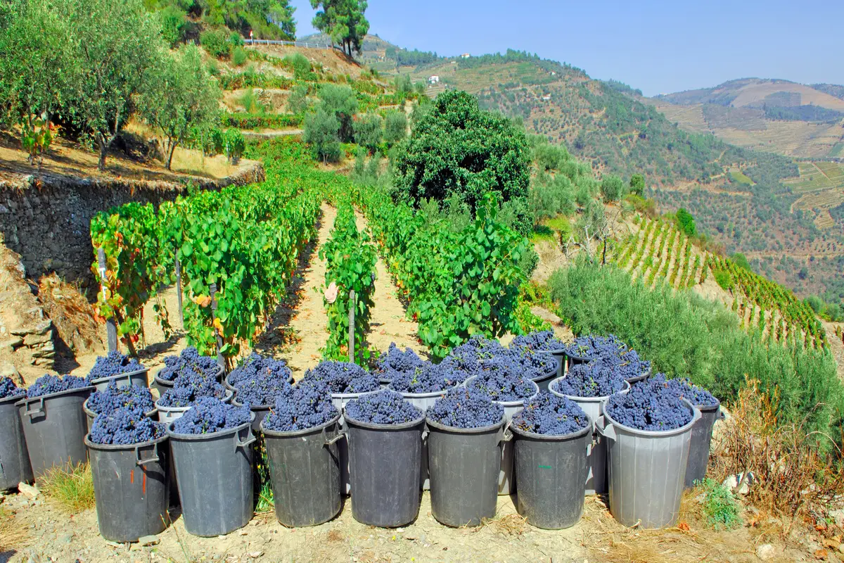 Imagem de uvas colhidas nas quintas do Vale do Douro