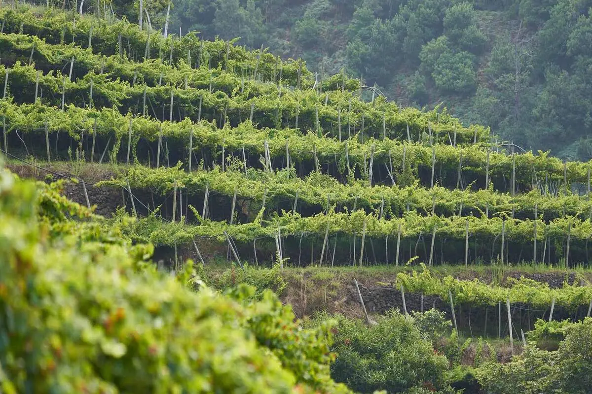Região vinícola da Madeira