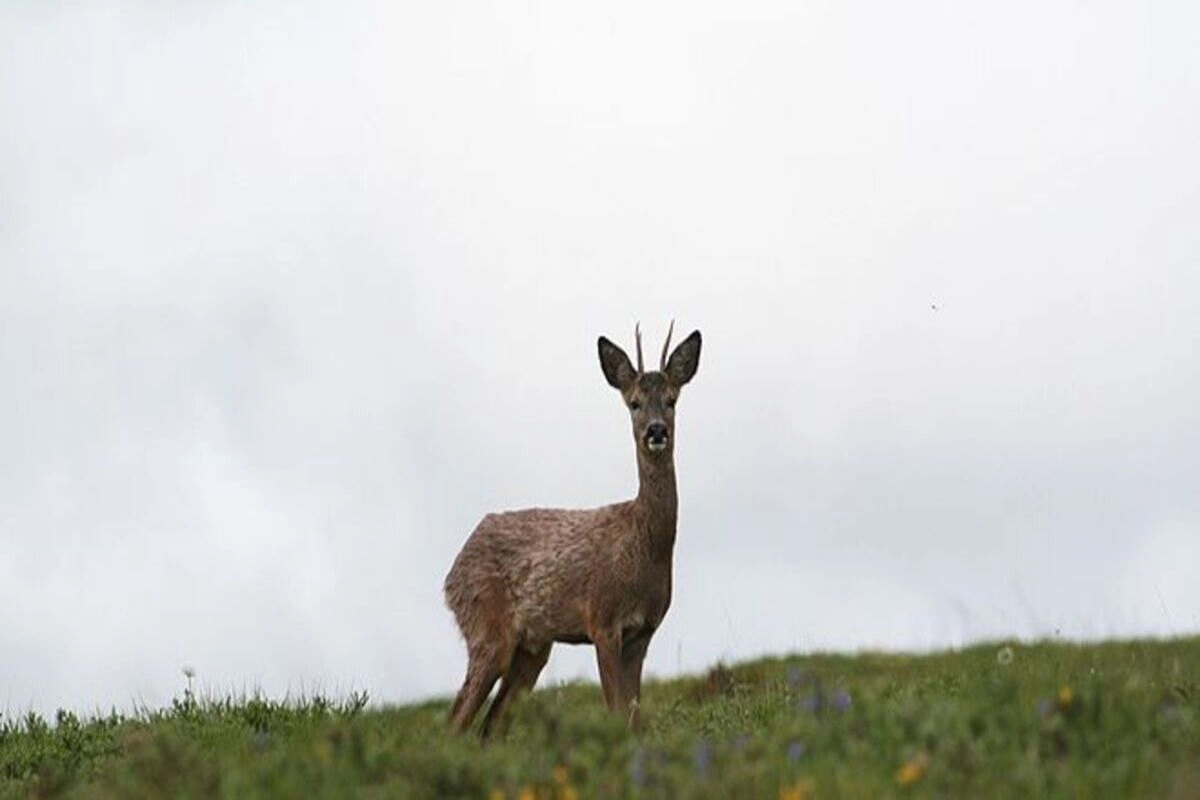 Biodiversidade do Parque Nacional Peneda-Gerês