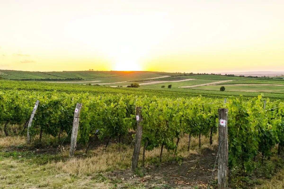 Rota dos Vinhos em Portugal