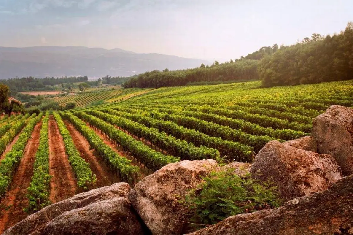 Rota dos Vinhos em Portugal