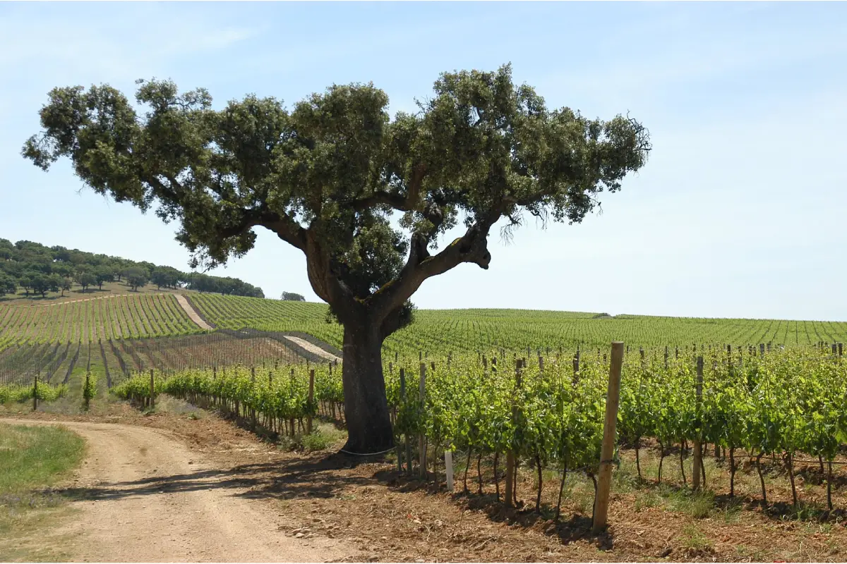 Rota dos Vinhos em Portugal