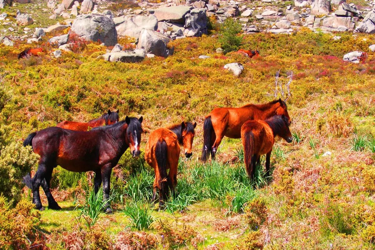 Cavalos Garranos de Gerês