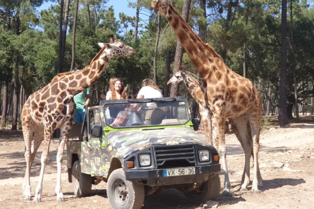 Badoca Safari Park